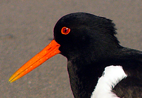 Oystercatcher by Andreas Trepte